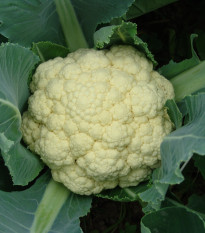 Karfiol skorý Beta - Brassica oleracea convar. botrys - semiačka - 150 ks