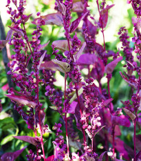 Lebeda záhradná Scarlet - Atriplex hortensis - semiačka - 0,3 gr