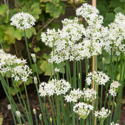 Pažítka cesnaková - Allium Tuberosum - semiačka - 200 ks