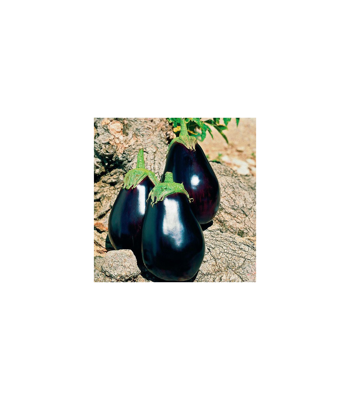 Baklažán český skorý - Solanum melangena - semiačka - 100 ks