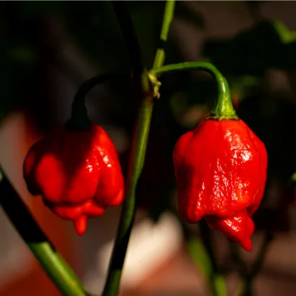 Chilli Trinidad Scorpion Moruga - Capsicum chinense - predaj semien -  5 ks