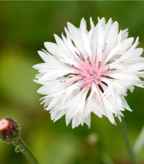 Nevädza poľná ružová - Centaurea cyanus - predaj semien - 65 ks