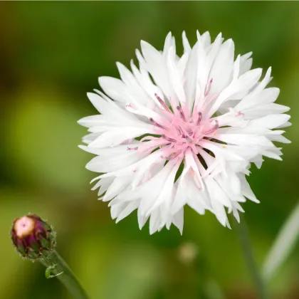 Nevädza poľná ružová - Centaurea cyanus - predaj semien - 65 ks