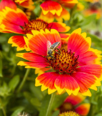 Kokarda osinatá veľkokvetá zmes - Gaillardia aristata - predaj semien trvaliek - 0,3 g