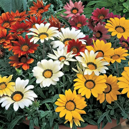 Gazánia lesklá zmes farieb - Gazania splendes - semienka gazánie - 50 ks