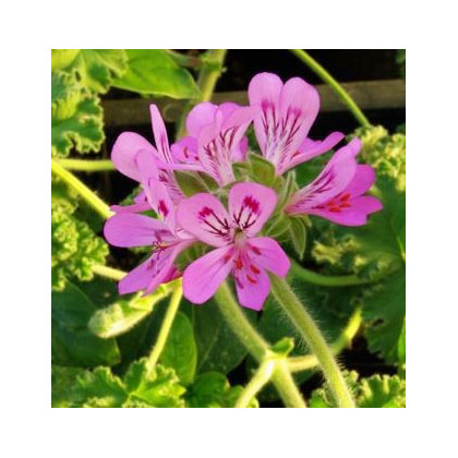 Muškát vonný - Attar of Roses - predaj semien muškátov - Pelargonium capitatum - 4 ks