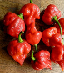 Chilli Trinidad Scorpion Butch - Capsicum chinense - predaj semien - 5 ks