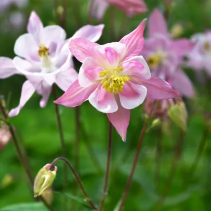 Orlíček Mc Kana zmes farieb - Aquilegia caerulea - semená trvaliek - 0,3 g