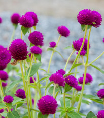 Gomfréna hlávkatá fialová - Gomphrena globosa - predaj semien letničiek - 25 ks