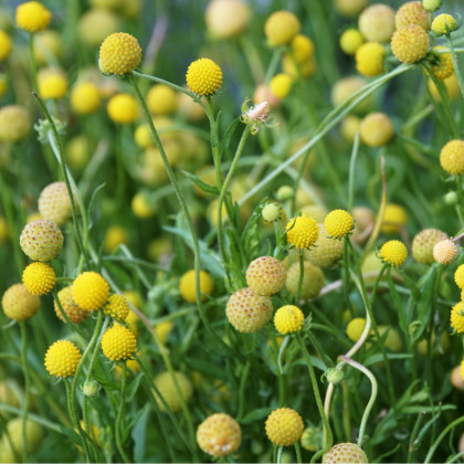 Jahodová tráva - Záplevák vonný - Cephalophora aromatica - predaj semien - 10 ks
