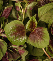 Láskavec trojfarebný, červený - Amaranth červený - Amaranthus tricolor - 0,2 gr