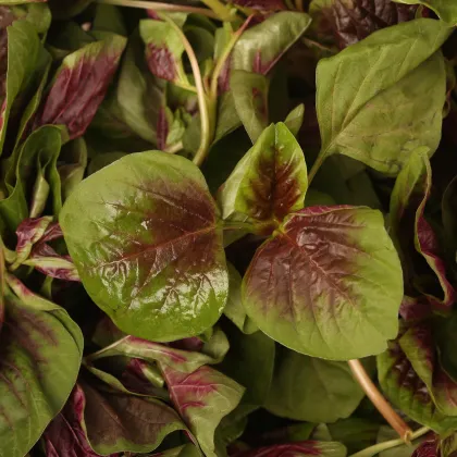 Láskavec trojfarebný, červený - Amaranth červený - Amaranthus tricolor - 0,2 gr