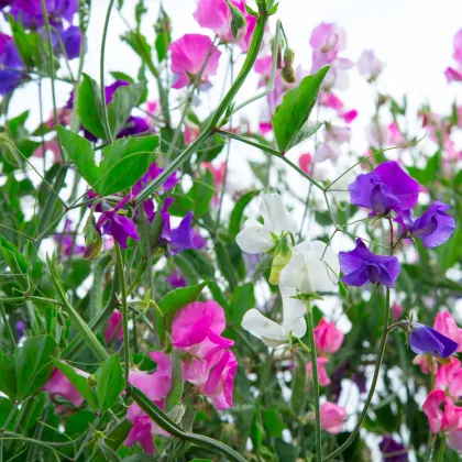 Hrachor voňavý Spencer zmes - Lathyrus odoratus - predaj semien - 16 ks