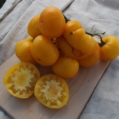 Paradajka kolíková Yellowstone - Solanum lycopersicum - Semená rajčiaka - 15 ks