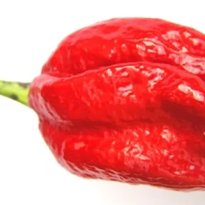 Chilli Naga Viper - Capsicum chinense - predaj semien - 6 ks