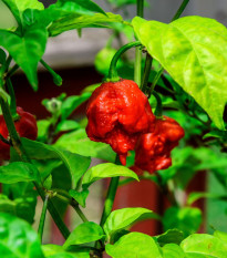 Chilli Carolina Reaper - Najštipľavejšie chilli sveta - Capsicum chinense - predaj semien - 5 ks