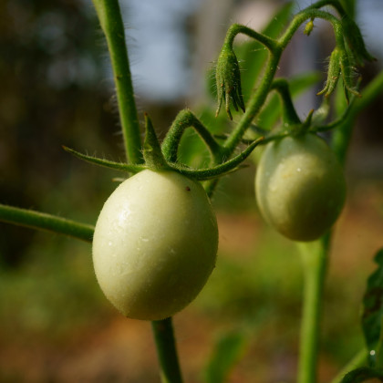 Paradajka kolíková White Cherry - Solanum lycopersicum - Predaj semien rajčiaka - 7 ks