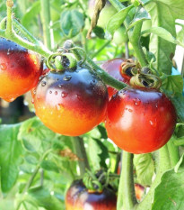 Paradajka kolíková Indigo Rose - Solanum lycopersicum - Predaj semien rajčiaka - 7 ks