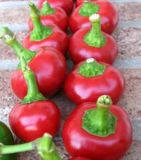 Paprika Red Cherry - Capsicum annuum - predaj semien - 7 ks