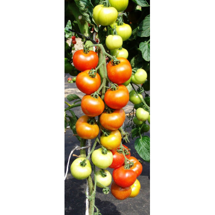 Paradajka Orkado F1 - Solanum lycopersicum - Predaj semien rajčiaka - 0,1 g