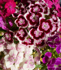 Klinček bradatý plnokvetý - Dianthus barbatus - predaj semien - 250 ks