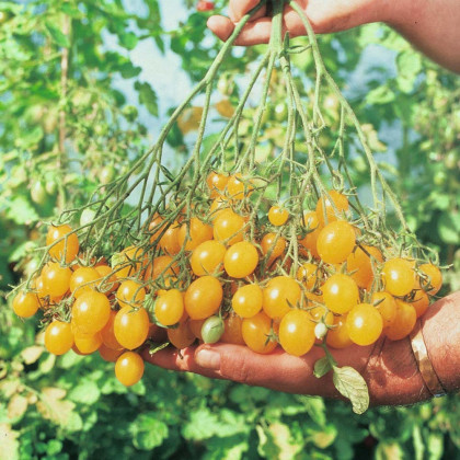 Paradajka kolíková Ildi - Lycopersicon Esculentum - semená paradajok - 10 Ks