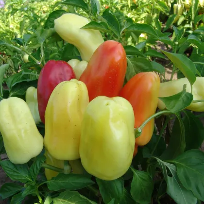 Paprika Boneta - Capsicum annuum - semená - 20 ks