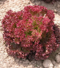 Šalát listový Crimson - Lactuca sativa L. - predaj semien šalátu - 300 ks