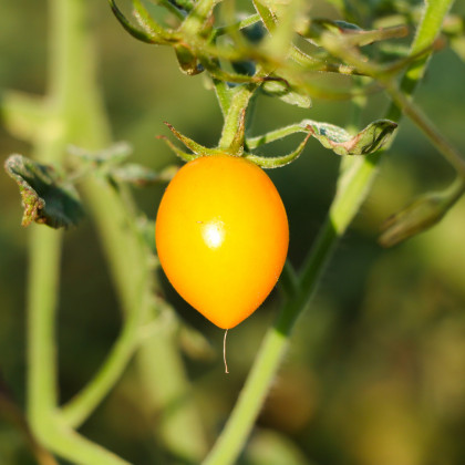 Paradajka Lemon Plum - Kolíková paradajka - Solanum lycopersicum - Semená rajčiaka - 6 ks