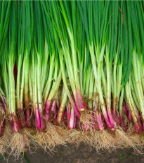 Cibuľa sečka Welsh červená - Allium fistulosum L. - semená cibule - 500 ks