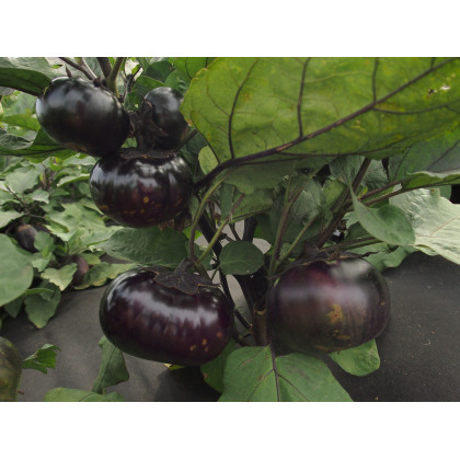Baklažán Laura - guľatý - Baklažán - Solanum melongena - semená baklažánu - 20 ks