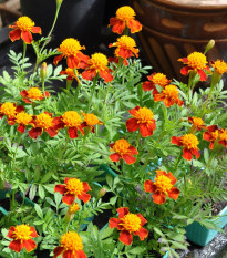 Aksamietnica rozložitá Orange flame - Tagetes patula nana - predaj semien - 0,3 g