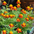 Aksamietnica rozložitá Orange flame - Tagetes patula nana - predaj semien - 0,3 g