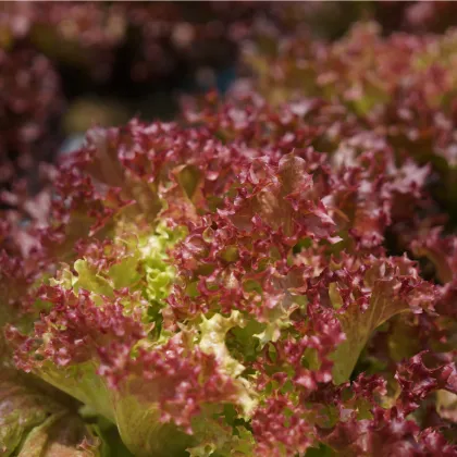 Šalát listový kučeravý Lollo Rossa - Lactuca sativa - semená šalátu - 400 ks