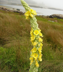 Divozel malokvetý - Verbascum thapus - semená divozela - 0,02 g