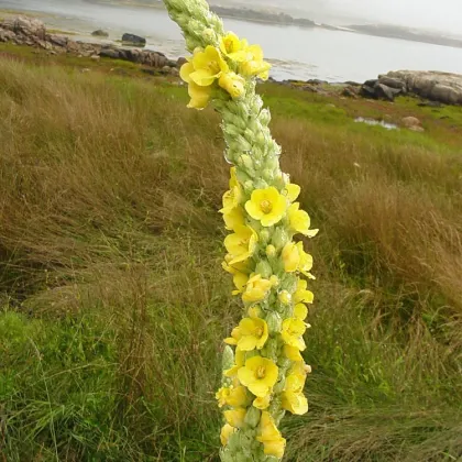 Divozel malokvetý - Verbascum thapus - semená divozela - 0,02 g