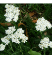 Rebríček obyčajný Yarrow - Achillea millefolium - predaj semien trvaliek - 200 ks