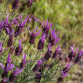 Levanduľa francúzska - Lavandula stoechas - semená levandule - 20 ks