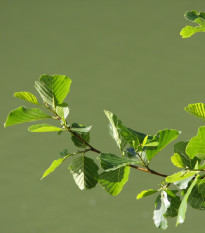 Jelša lepkavá - rastlina Alnus glutinosa - predaj semien stromov - 8 ks