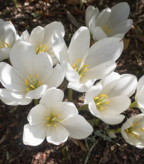 Jesienka obyčajná biela - Colchicum autumnale album -  predaj cibuľovín - 1 ks