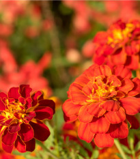 Aksamietnica rozložitá Carmen - Tagetes patula nana - predaj semien - 0,3 g