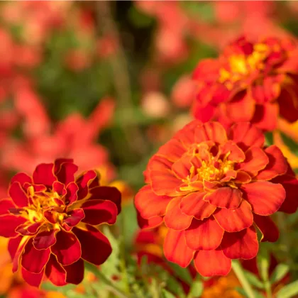 Aksamietnica rozložitá Carmen - Tagetes patula nana - predaj semien - 0,3 g