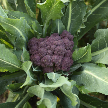 Brokolica skorá fialová - Rudolph - Brassica oleracea - predaj semien brokolice - 0,9 gr