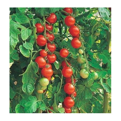 Paradajka Sweetie - Solanum lycopersicum - Semená rajčiaka - 6 ks