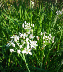 Pažítka čínska Neko - Allium tuberosum - semená pažítky - 20 ks