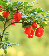 Chilli Scotch Bonnet červené - Capsicum chinense - predaj semien - 6 ks