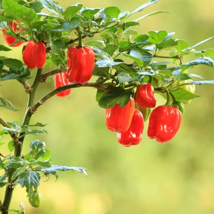 Chilli Scotch Bonnet červené - Capsicum chinense - predaj semien - 6 ks