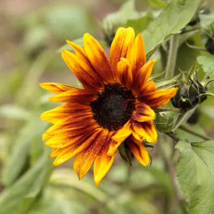 Slnečnica ročná Helios - Helianthus annuus - predaj semien - 7 ks