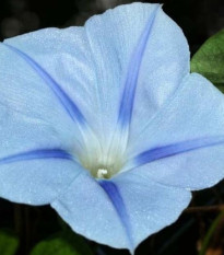 Povojnica trojfarebná Blue Star - Ipomoea tricolor - predaj semien - 25 ks