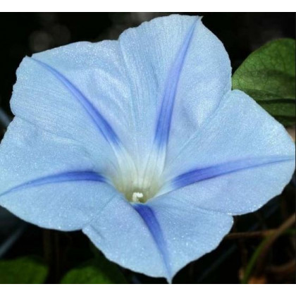 Povojnica trojfarebná Blue Star - Ipomoea tricolor - predaj semien - 25 ks
